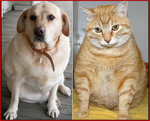 Obesity in Dogs and Cats – Body Fat 