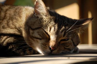 image for 99 Lives to Improve Feline Medicine