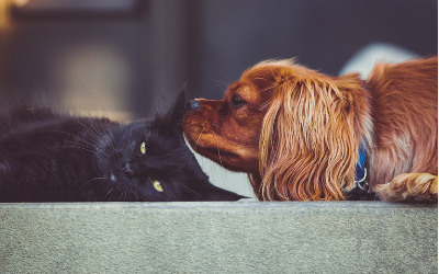 image for Pet Diabetes Awareness Month